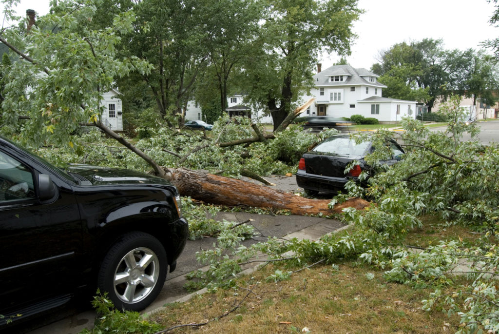 Storm damage: A tree blocks traffic on a paved road.