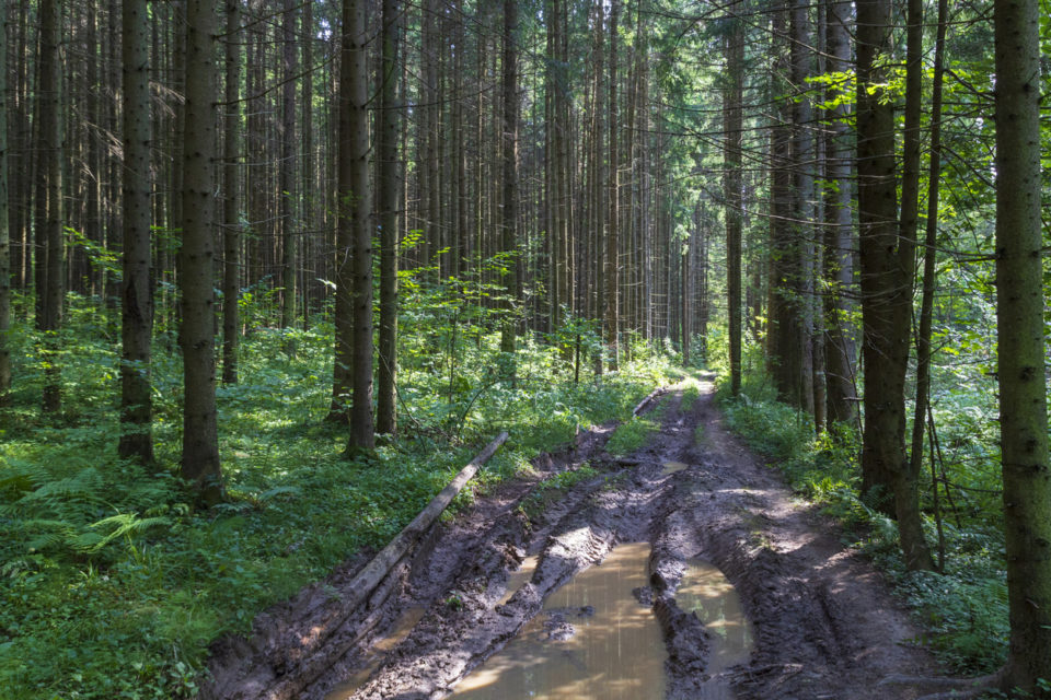 Empty rugged dirt road with puddles in green pine and spruce forests in summer.Light and shadows in sunny day. Off-roading.
