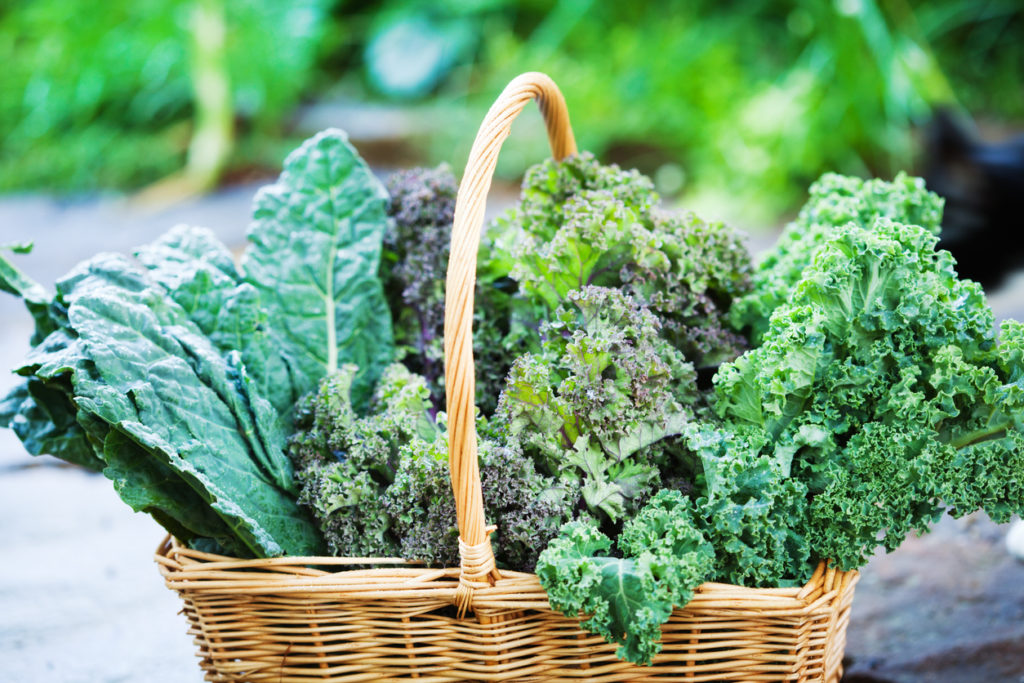Several varieties of kale in a basket