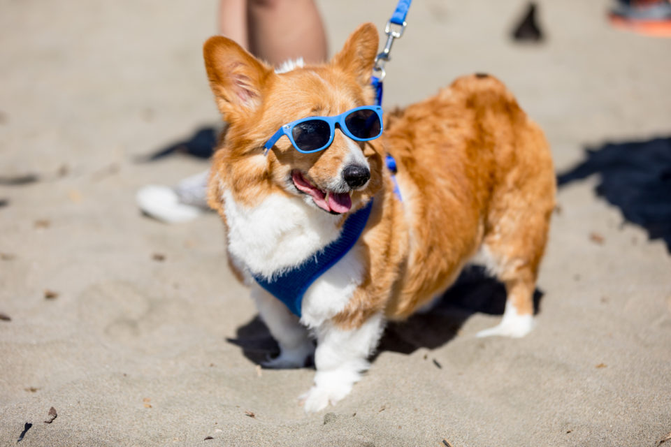A tan and white corgi on the beach, wearing blue sunglasses and a gray harness. There is a blue leash attached to his harness, and the legs of his owner are in the background.