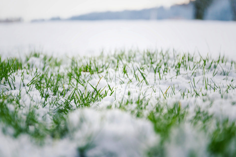 Green grass in snow